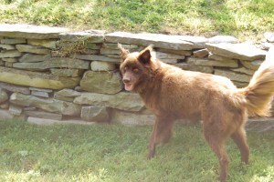 amber and her snake wall, bye amber be good