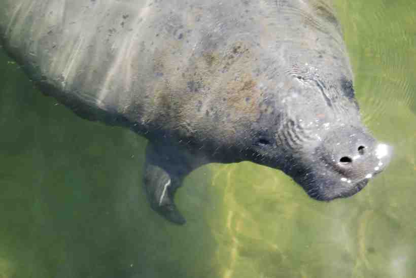 close up manatee