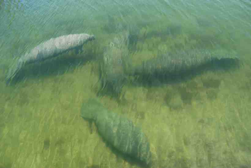 four manatee